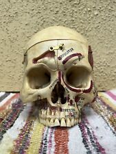 [EDUCATIONAL] VINTAGE anatomical reference skull for medical student picture