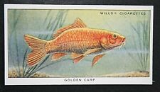 GOLDEN CARP   Vintage Fish Card   picture
