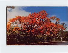 Postcard Royal Poinciana Hawaii USA picture