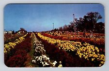 North East PA-Pennsylvania, Mums, Flowers, Antique, Vintage Souvenir Postcard picture