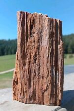 Petrified Wood 1 1/4 Lb Display Tower Fossil W Grain Unique Bark Specimen Utah picture