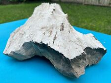 Texas Oak Petrified Wood Large White Log Bark Detailed Slab 20x12x6 Tree Fossil picture