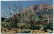 Postcard - Ocotillo Cactus picture