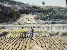 Locals Gathering Rice In Rural Japan - Colored Magic Lantern Glass Slide picture