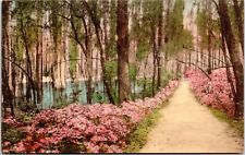 Path, Flowers, Cypress Gardens Charleston SC- Hand Colored Albertype Postcard picture