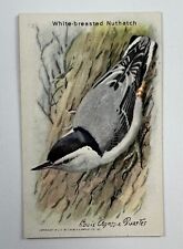 1936 Church & Dwight J96 Useful Birds of America 15 White Breasted Nuthatch NSB4 picture