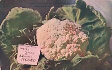Huge Cauliflower from Texas Gulf Coast Rock Island Frisco Lines Vintage Postcard picture