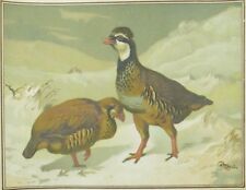 1880's-90's Lovely Bird's Quail Winter Snow Scene Victorian Trade Card &S picture