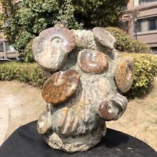 14.56LB TOP Natural Beautiful ammonite fossil conch Crystal specimen healing 818 picture