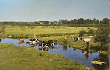 Greetings Warsaw NY Dairy Cattle Pasture Vintage Chrome Postcard Cows New York picture