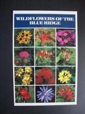 Railfans2 860) Postcard, The Blue Ridge Wildflowers, Columbine, Black Eyed Susan picture