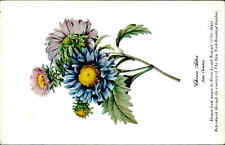 Postcard: China Aster Aster Chinensis Drawn from nature by Pierre-Jose picture