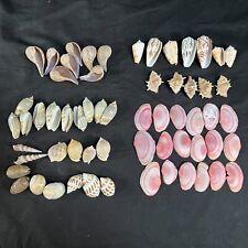 Lot of Beautiful Seashells Sea Shells Mix picture