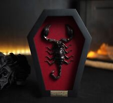 Oddities Decor Real Scorpion in Coffin Frame Taxidermy Bug Collage Wall picture