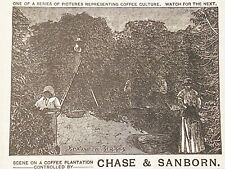 RARE 1889 Vtg Print Ad~CHASE&SANBORN COFFEE Plantation Workers Picking Berries picture