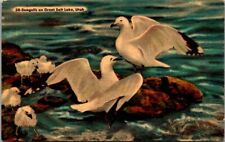 UT, Great Salt Lake-Seagulls on Great Salt Lake Vtg Postcard                  51 picture
