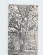 Postcard Enchanted Oak Stanley Park Westfield Massachusetts USA North America picture