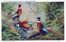 Chinese Pheasants Oregon's Famous Game Birds Posted Linen Vintage Postcard picture