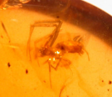 Beautiful Spider with Fly in Burmite Burmese Amber Fossil Gemstone Dinosaur Age picture