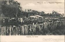Argentina Cattle in Corral Postcard Vintage Post Card picture