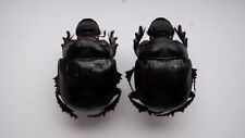 Coleoptera scarabaeidae scarabaeinae Heliocopris antenor Pair 47mm&47mm picture