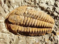 Big 100% NATURAL Hamatolenus Trilobite Fossil Anif Morocco 717gr picture