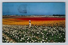 Carlsbad CA-California, Ranunculus Flower Field, Antique Vintage Postcard picture