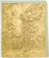 Study of Nature, Flowers, Vintage Print, circa 1870 Vintage Print Print picture