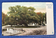 Vintage 1906 Old Oak Tree Magnolia Cemetery Charleston SC Raphael Tuck Postcard picture