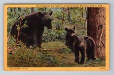 Great Smoky Mountain National Park TN-Tennessee Black Bears, Vintage Postcard picture