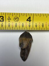 Rooted Triceratops Tooth Rare Get It Soon Before The Price Goes Up picture