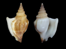 Seashell : Rare Dolomena abbottii  28 mm   F+++   (Indonesia) picture