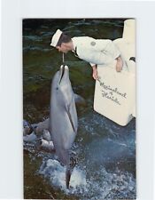 Postcard The accuracy of the porpoises leap Marineland of Florida USA picture