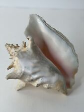 Large Conch Shell Approximately 6.5