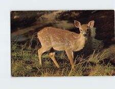 Postcard Surprised Fawn in the Forest picture