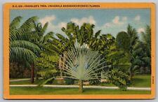 Florida Travelers Tree Ravenala Madagascariensis Tropical Linen Vintage Postcard picture