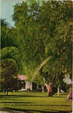 Bungalows Among the Peppers Southern Riverside California Antique c1909 Postcard picture