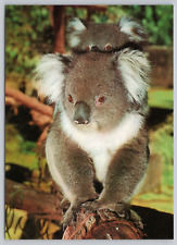 Postcard Koala Bear and Young, Bartel Photography picture