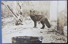 Vintage c1920s RPPC Alaska Silver Fox in Pen Winter Pond #124 picture