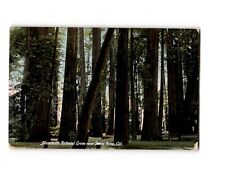 1908 Mammoth Redwood Grove, Santa Rosa, CA - Vintage Postcard picture