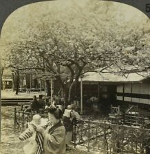 c1910s Japan Cherry Blossoms Land of Flowers Tea House Antique Stereoview Card picture