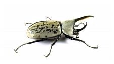 Dynastes granti male REAL BEETLE ARIZONA UNMOUNTED PACKAGED picture