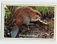 Postcard Canadian Beaver Estevan Canada picture