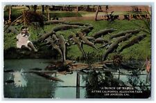 Los Angeles California Postcard Bunch Of Babies California Alligator Farm c1910s picture
