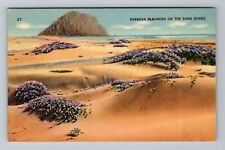 CA-California Verbena Blooming On The Sand Dunes Vintage Souvenir Postcard picture