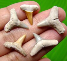 FIVE GORGEOUS LEMON SHARKS TEETH - REAL FOSSILS - NO REPAIRS  picture