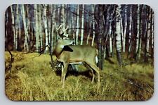 Greetings From Manitowish Waters Wisconsin Vintage Unposted Deer Sensing Danger picture