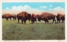 Ponca City OK Oklahoma Miller Brothers 101 Buffalo Ranch Cattle Vtg Postcard C30 picture