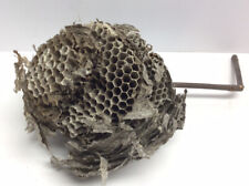 Large Natural Paper Wasp Bee Hornet Hive On Branch Taxidermy Nest 7” By 8” picture