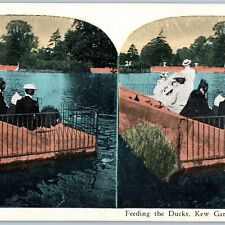 c1900s London, England Kew Gardens Classy Feed Ducks Litho Photo Stereoview V38 picture